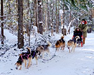 Dogsled and dogs