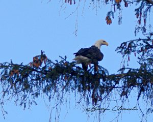 Image of eagle on a branch. Links to larger image.