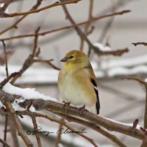Photo of American Gold Finch